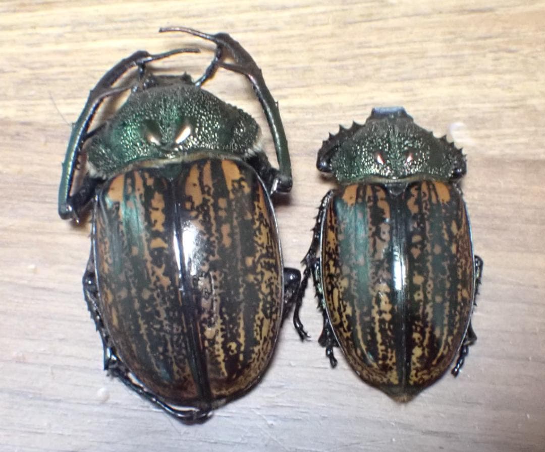 在庫最後　超希少だが状態が悪い　野外品　ベトナム　パリーテナガコガネ　標本　ペア